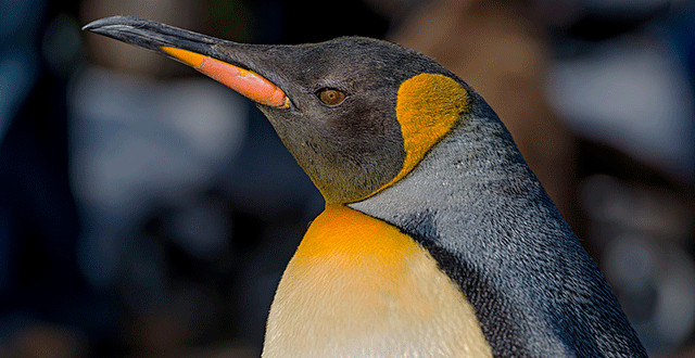 20141211penguin_real